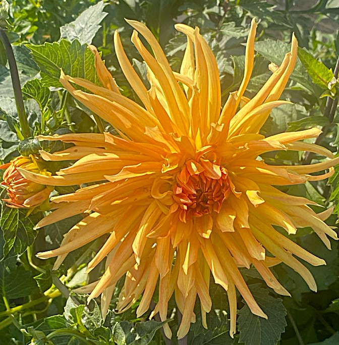Dahlia Gold Crown